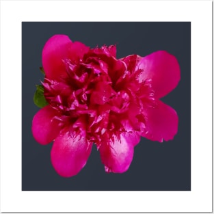 Red Peony Floral Photo Cutout Posters and Art
